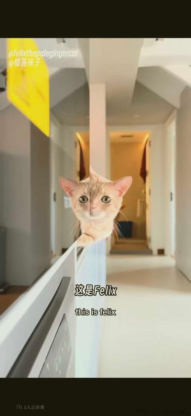49397【Fefe】面包小猫已变异