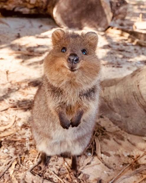 短尾矮袋鼠 quokka，日语クオッカ，クアッカワラビー 