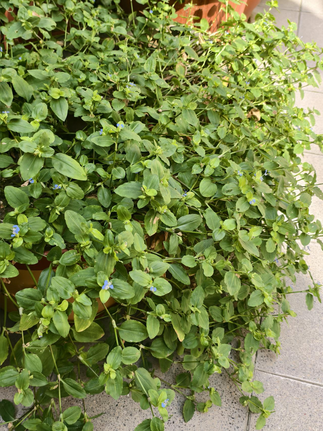 花名：鸭跖草（yā zhí cǎo），民间又叫蓝蝴蝶、碧竹子。生命力极强，耐旱耐