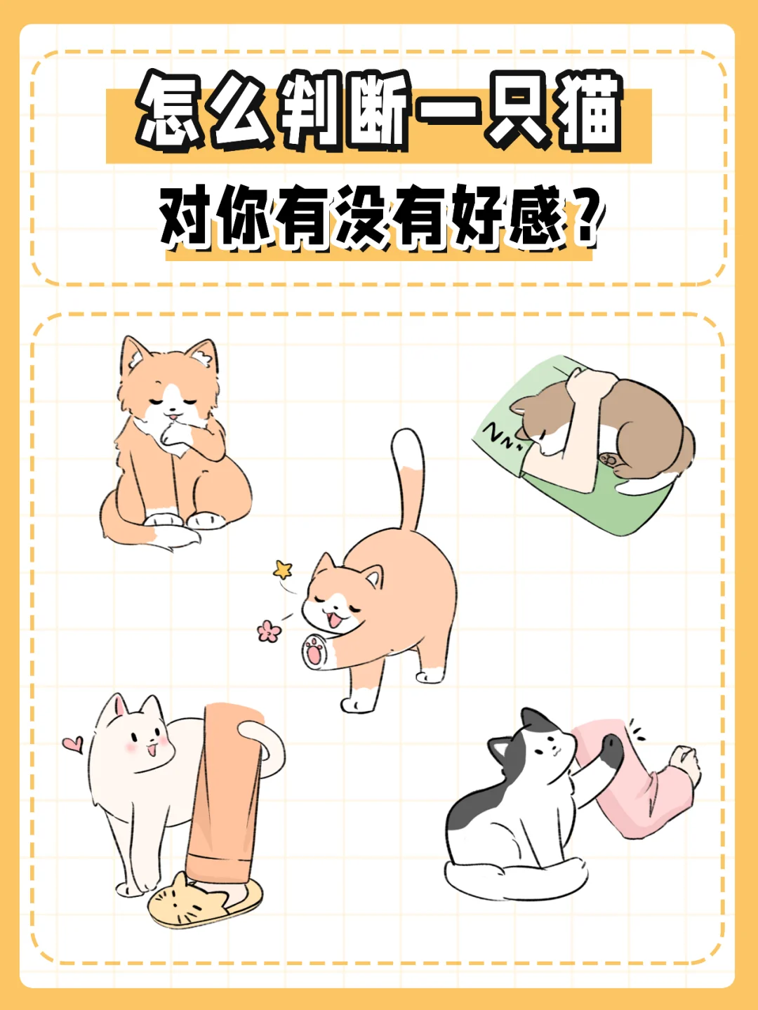 怎么判断一只猫，对你有没有好感？