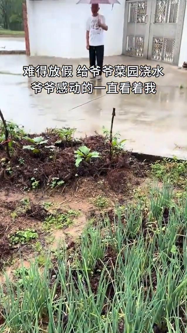 难得放假给爷爷菜园浇水，爷爷感动的一直看着我。