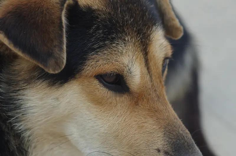 给狗过生日的都是些什么人本人不喜欢狗，也不理解给狗过生日的事情。只能说，世界之大