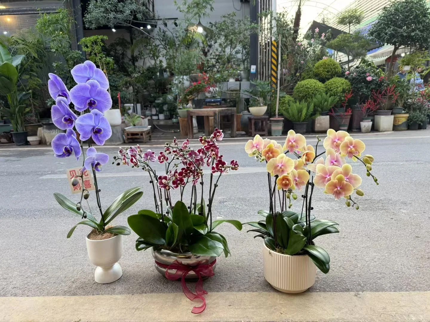 买这么多花不敢拿回家怎么办？