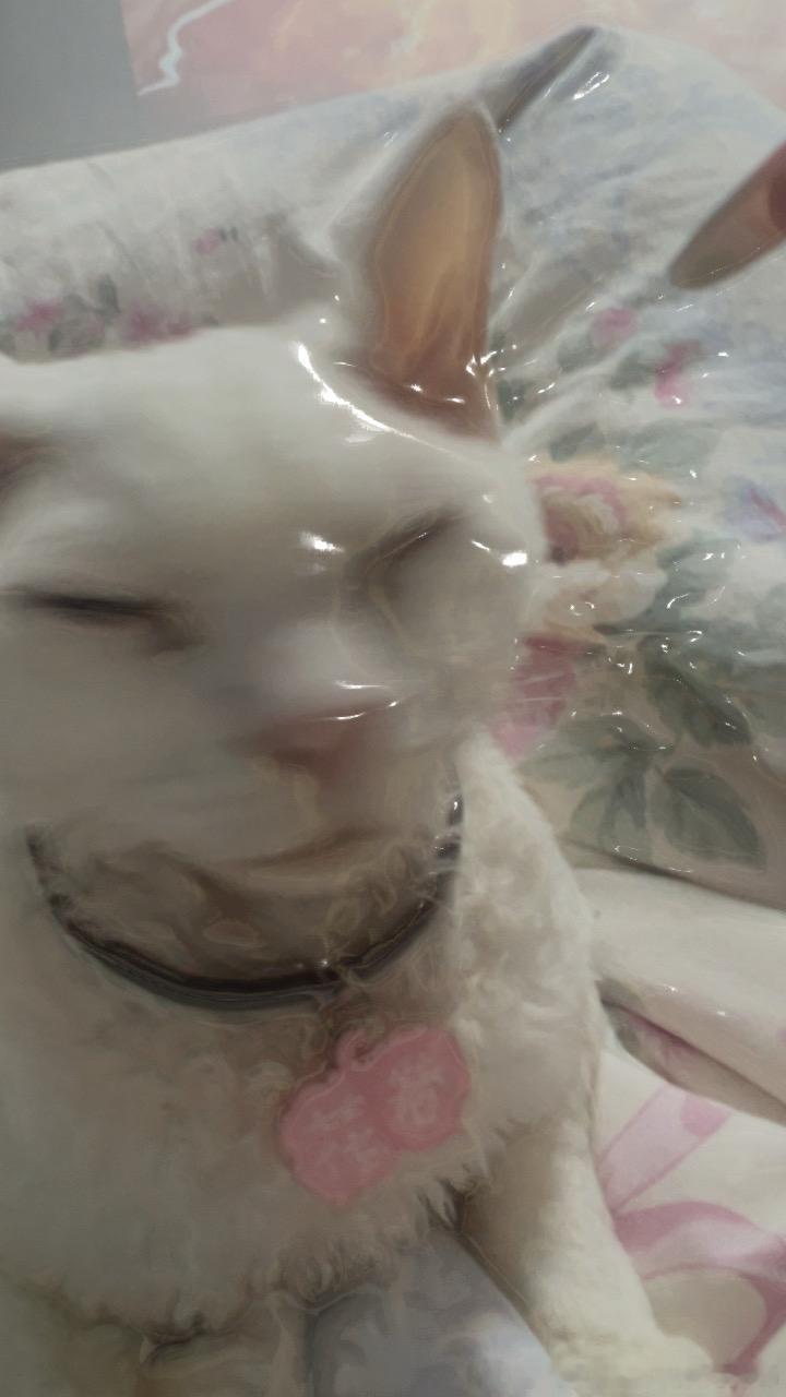 50416【丑猫】某软件开了油腻特效随手拍的 