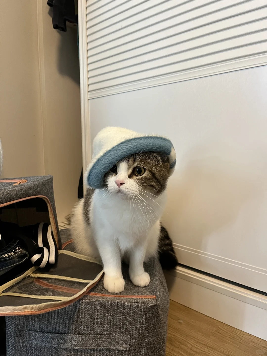 人，你好，我是猫（live版)