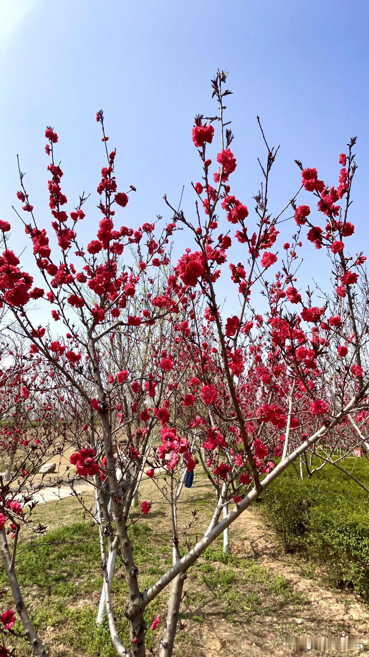 随手拍公园的花草中原地区春天的花树。