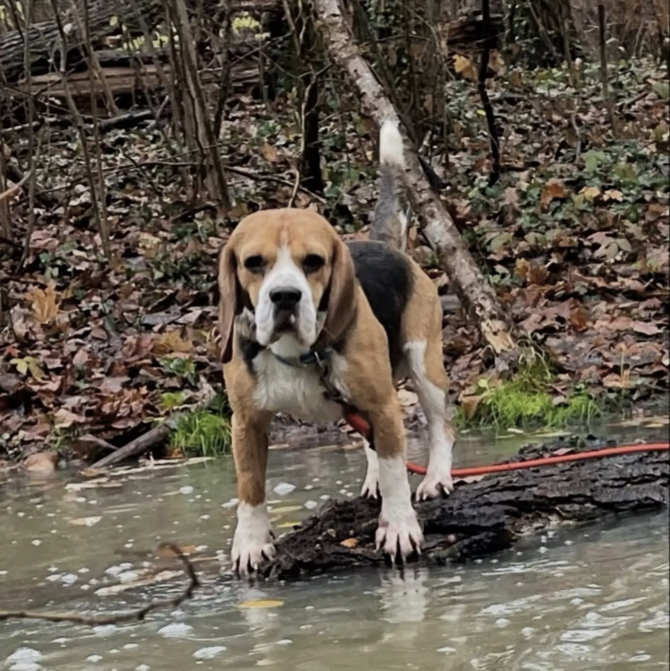 Beagles