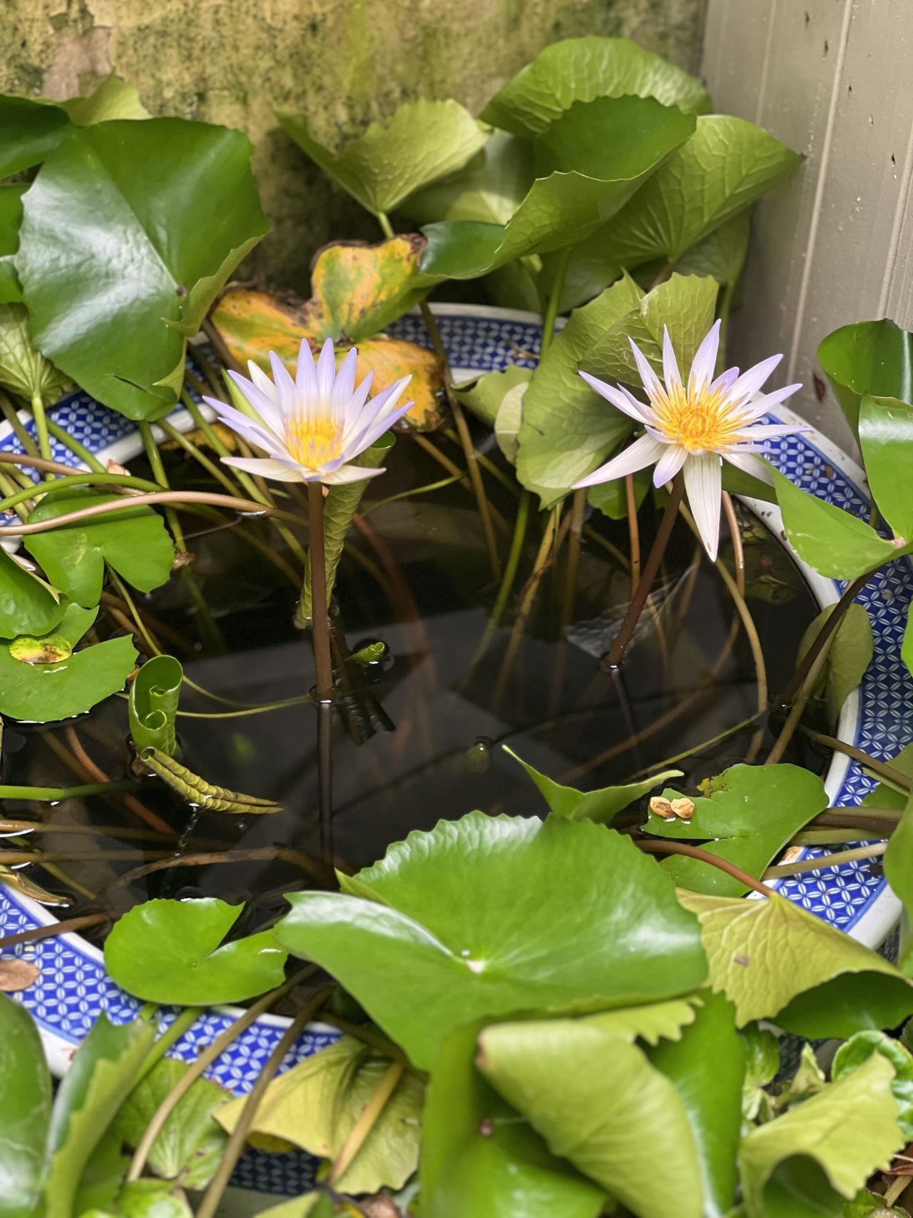 夏日生活打卡季