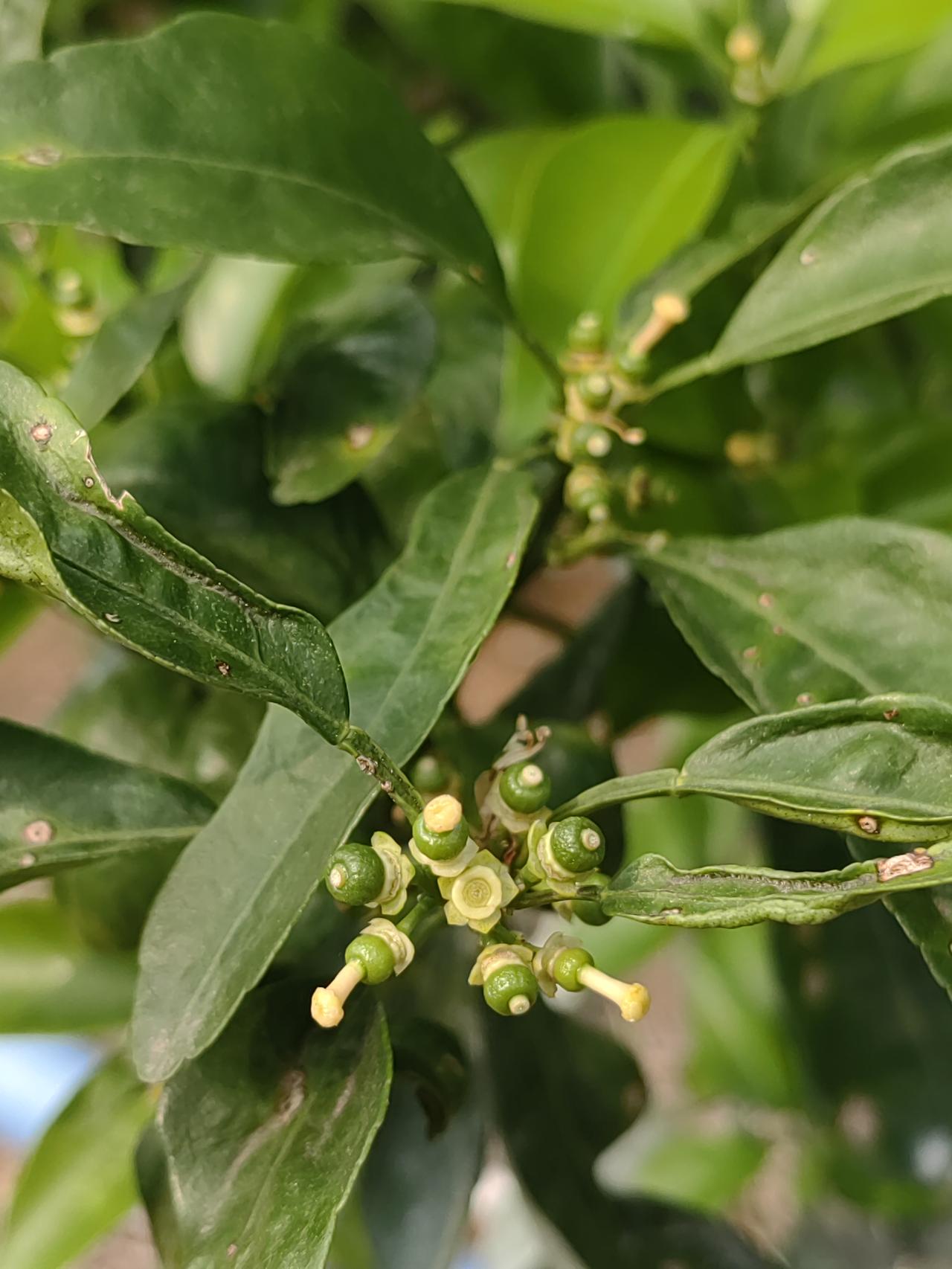 家人们，别慌！武鸣沃柑自然分果这事儿很正常。我之前去武鸣果园玩，随手拍了好多沃柑