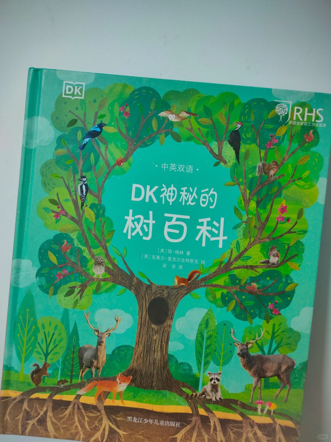 抬头，看树！🌳