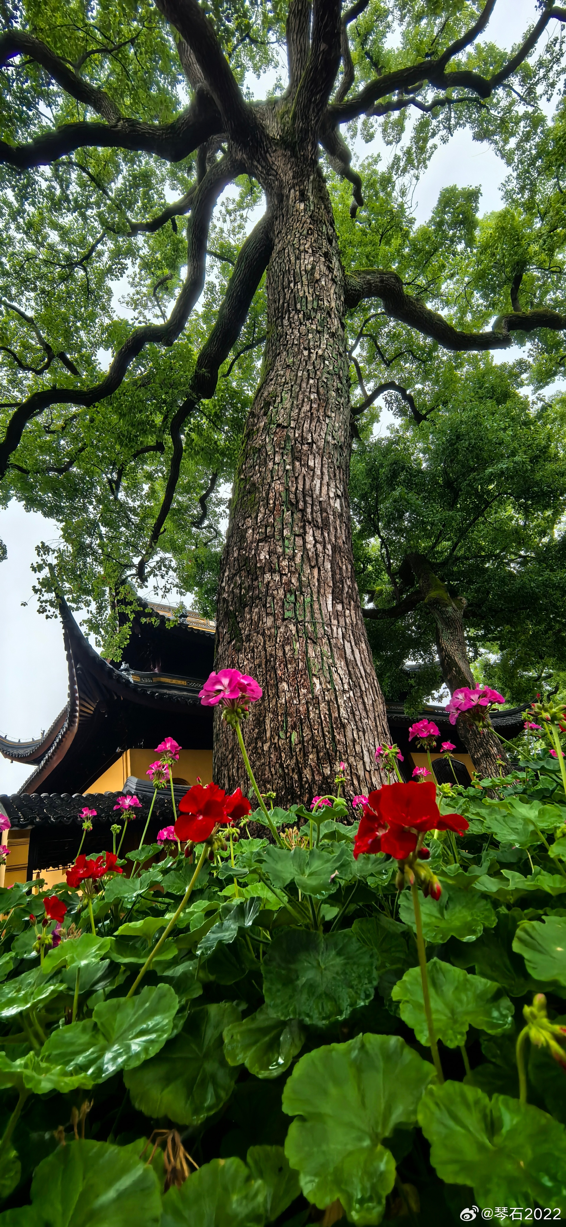 苍天苏州西园寺 苏州·西园寺-素食
