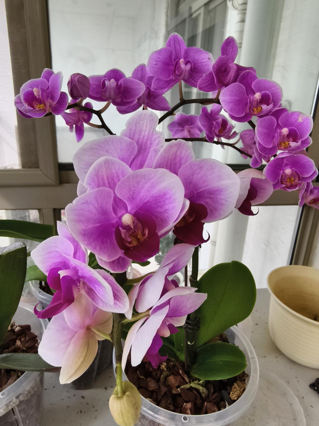 退休了养花也会喜新厌旧。去年长寿花，今年蝴蝶兰。
不论养什么，必须拿出虚心学习的