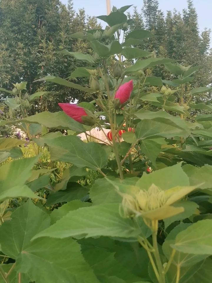一株花草，
含苞待放，
好𣎴美丽！
公园一角的植物 绿植照 带花植物