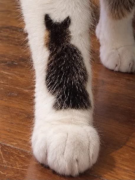 小猫的腿上纹了一只迷你小猫可爱萌物 ​​​