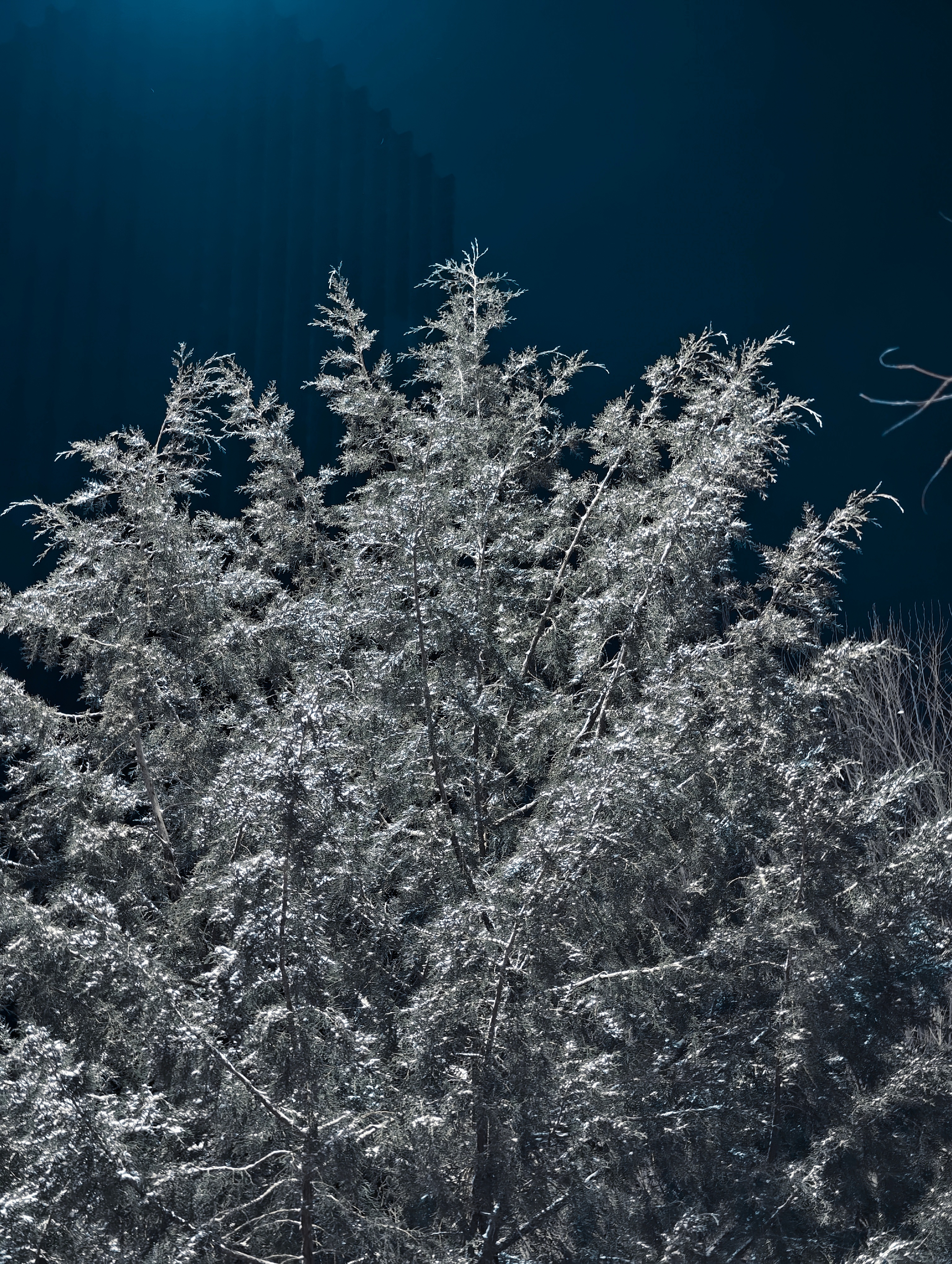 没有人比我更早了