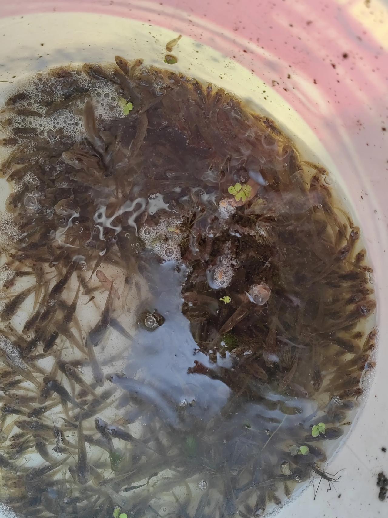 你吃过这种小鱼吗？你知道它叫什么吗？
今天去我们邻村左庄转了一圈，想看看村东的古