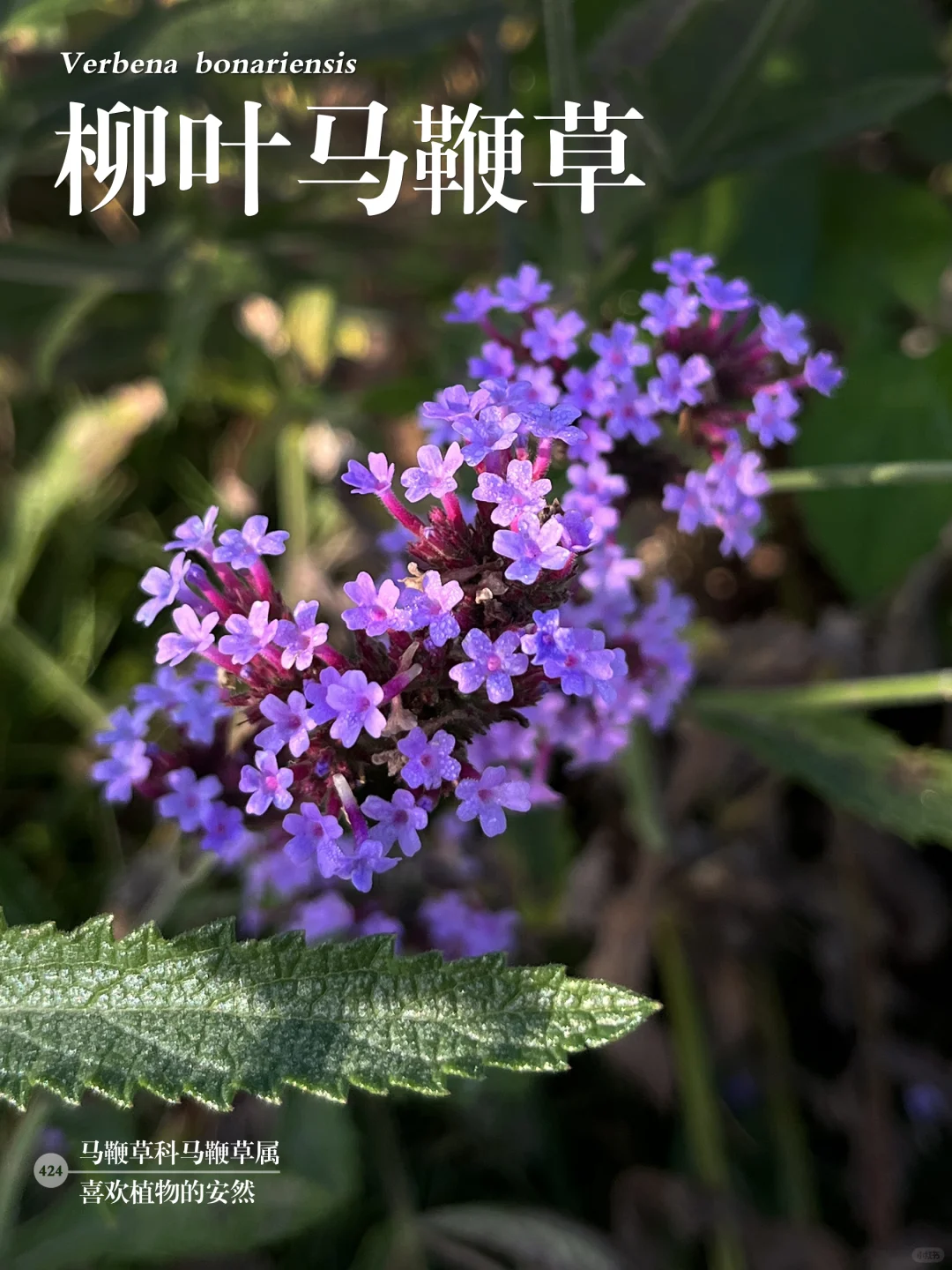 福州植物打标424｜柳叶马鞭草