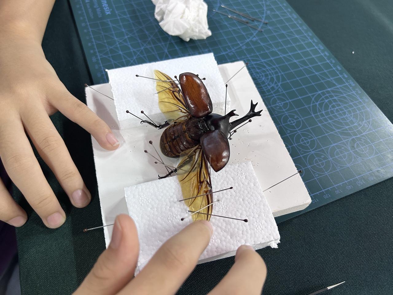 假期想带娃体验生物课？普宁流沙这家自然探索营太有趣！
🦋独角仙展翅标本制作全流