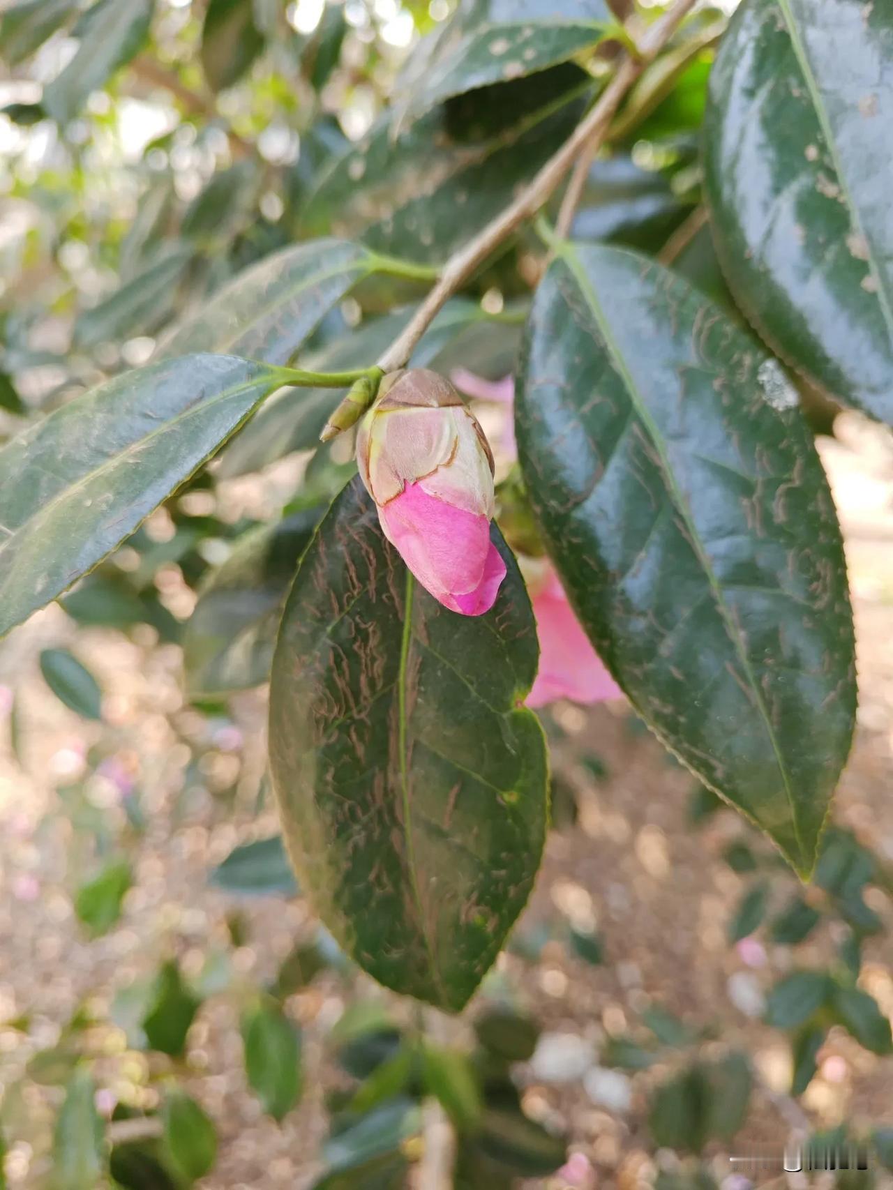 一张图记录春日美景茶花花蕾含苞待放中