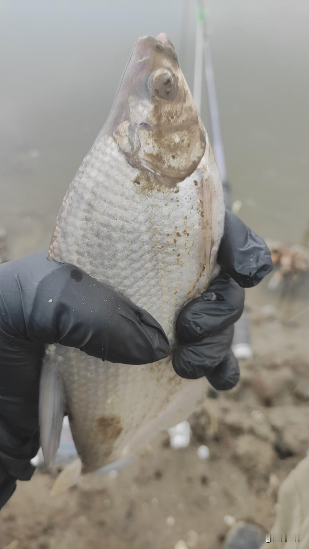 钓鱼没有巧，就是经常搞。
其实出勤率有时候比钓技更有用，再不会钓鱼的人也不会天天