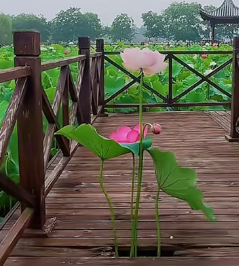 你说你怎么这么厉害呀？居然能找到这么一个小洞口，还没从洞口钻出来，而且还开了花。