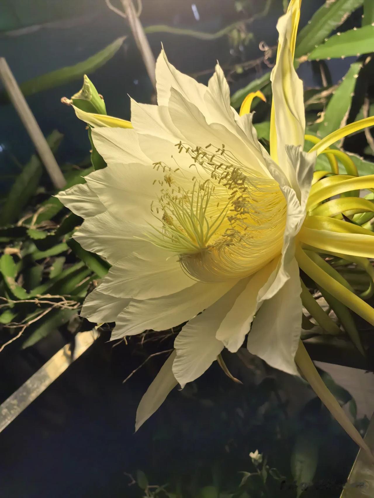 自种的火龙果开花了