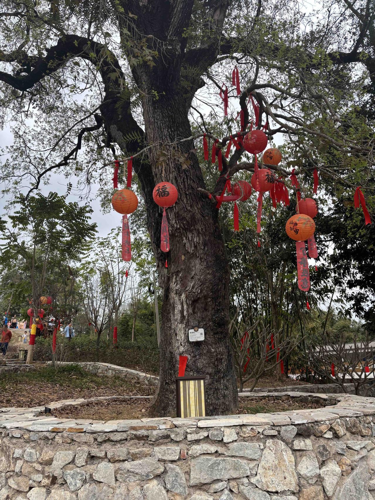 千年老树，挂满了人间心愿。每一盏灯笼都是一份期盼，愿所求皆如愿，所行皆坦途！