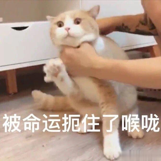 #咽喉炎的救命稻草是什么##健闻登顶计划#养生茶饮缓解咽喉不适1️⃣百合贝母茶材