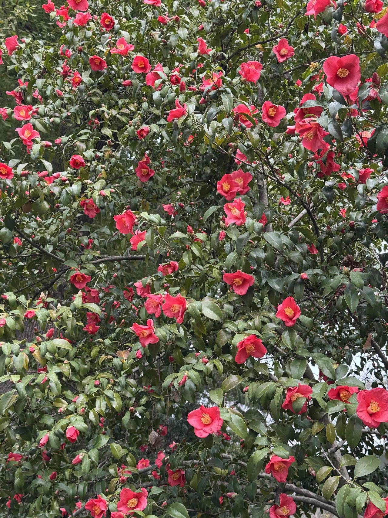 有没有漂亮的花朵图片吗茶花，中国传统名花，冬春绽放，花姿艳丽。