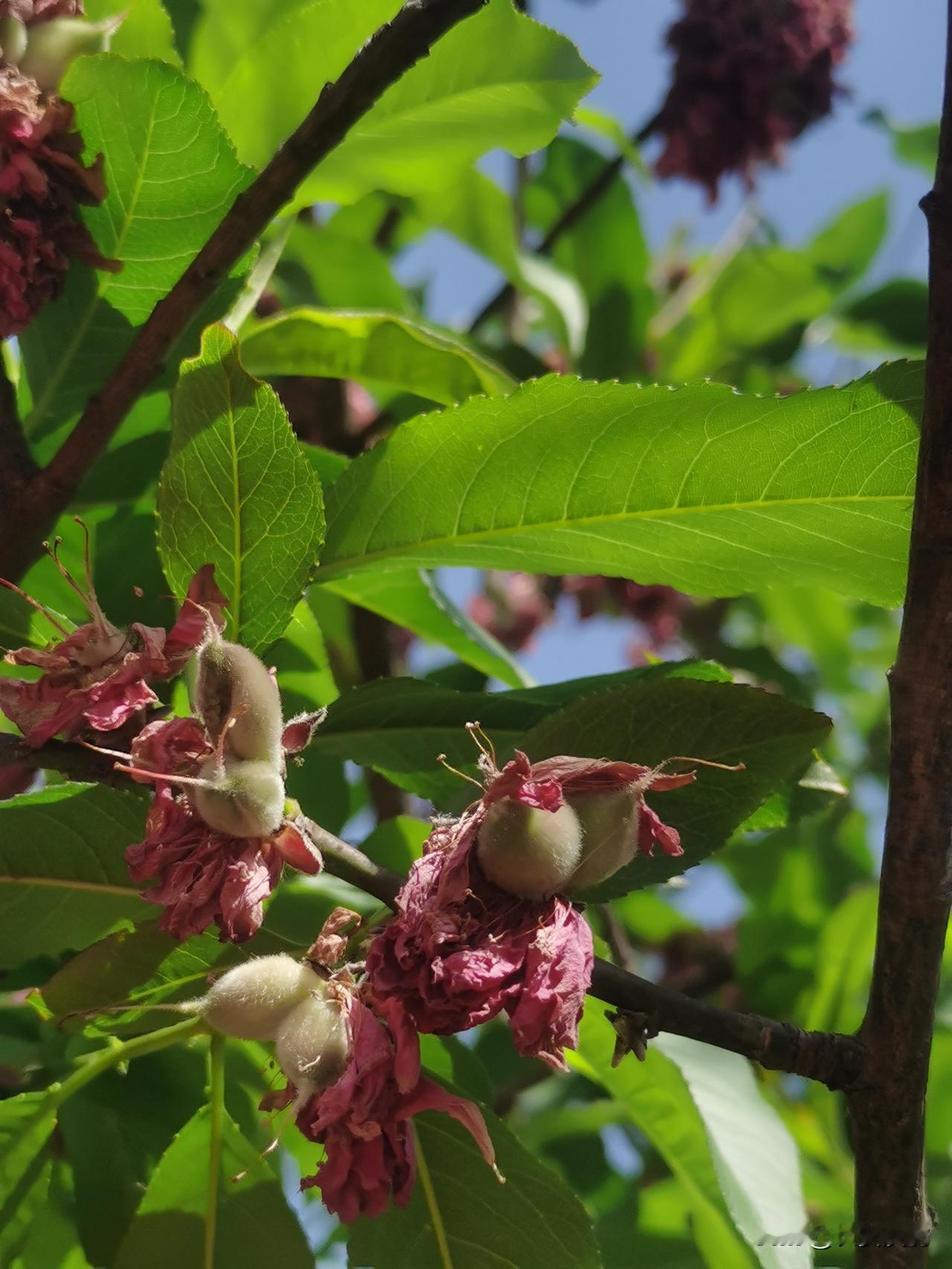 晒图笔记大赛花褪残红青杏小。