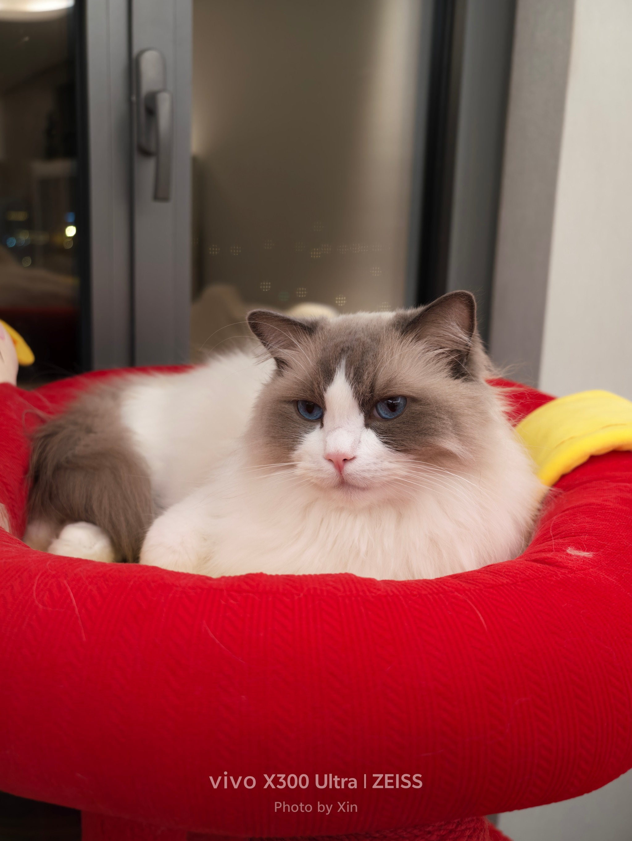 VIVO X300 Ultra拍的我家猫，用的两亿像素，图1是原图，图2是照片放