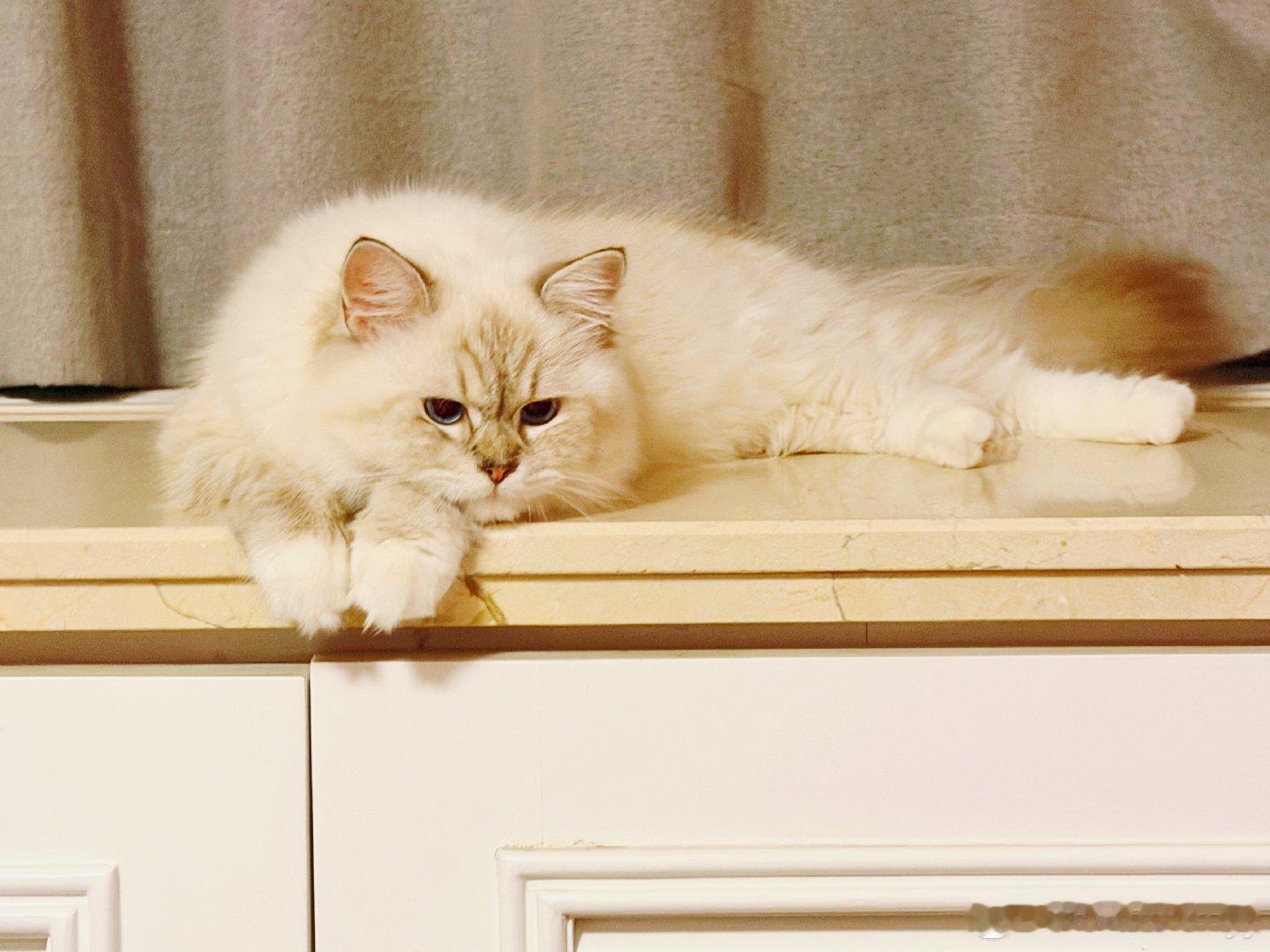 哈哈哈。猫妹妹的晚间日常