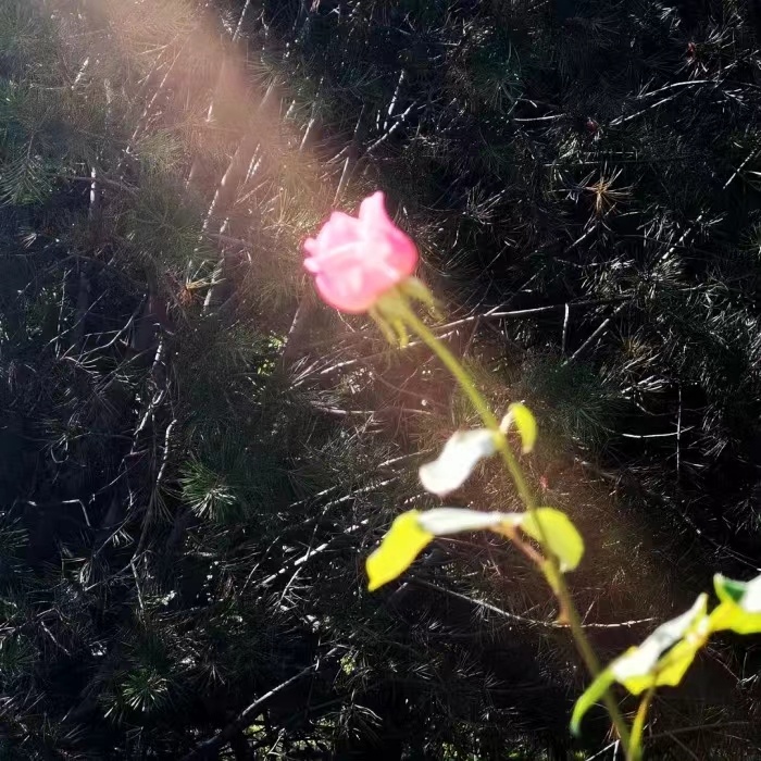 好的运气，不会凭空而来，要么藏在努力里，要么藏在坚持里 ​​​