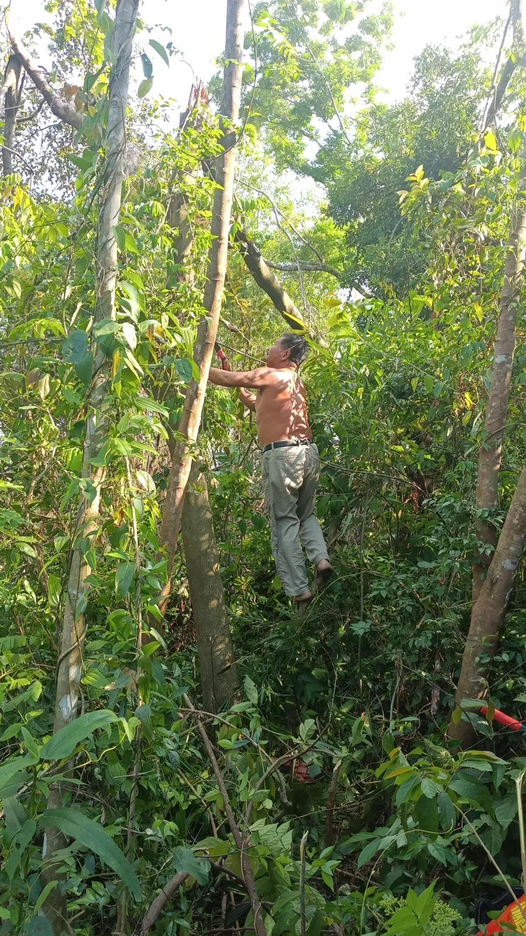 海南民谚:三日西风四日雨，日西夜南，草儿不湿。
就是说在海南清明前后，若吹西风三