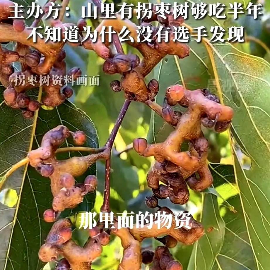 张家界荒野求生赛的主办方大概没料到，选手退赛的原因这么简单。
但退赛选手反映，很