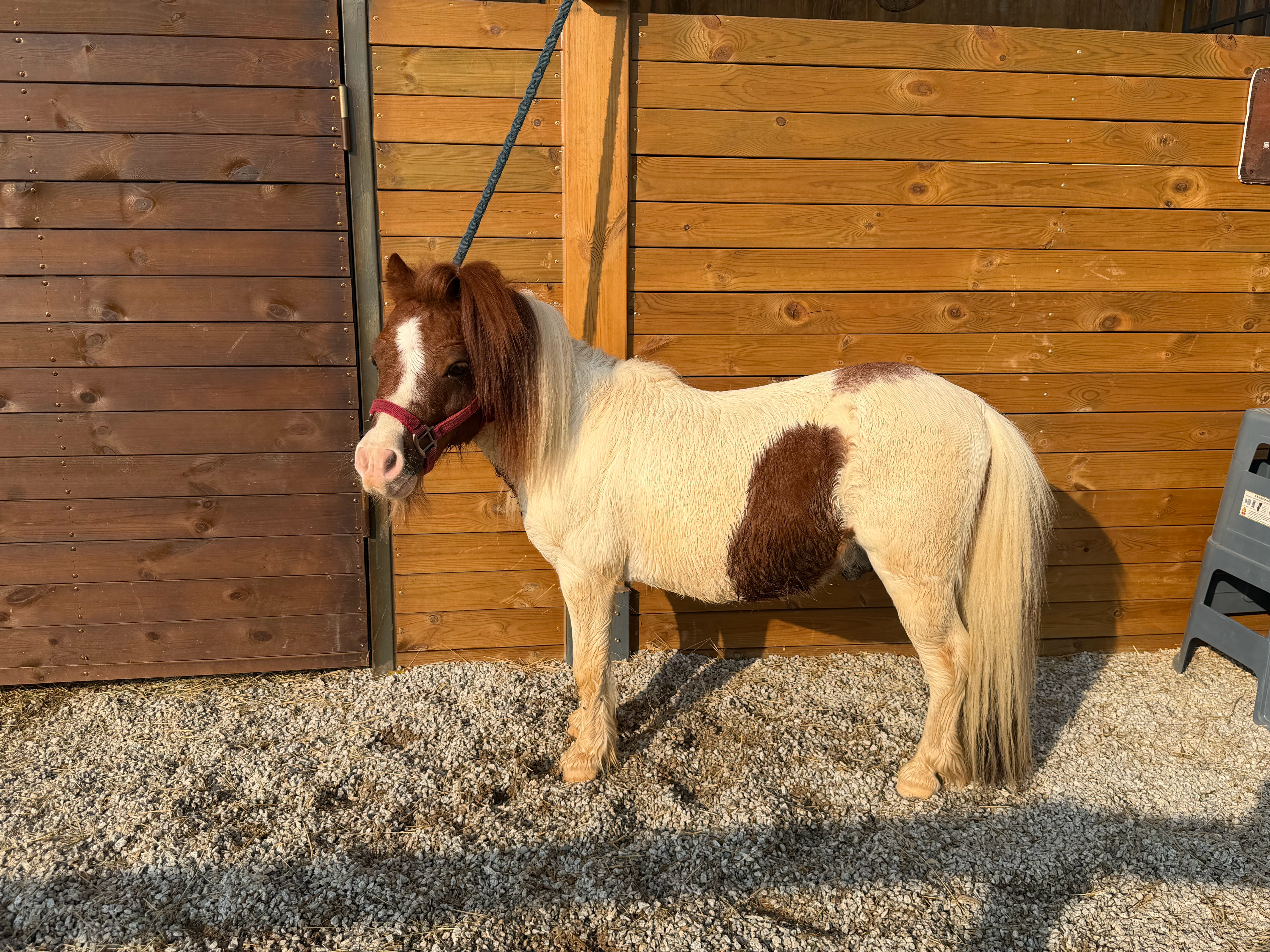 来茶园，非常晒，买了草帽，感觉差一把剑整体景色怎么说呢跟little red b