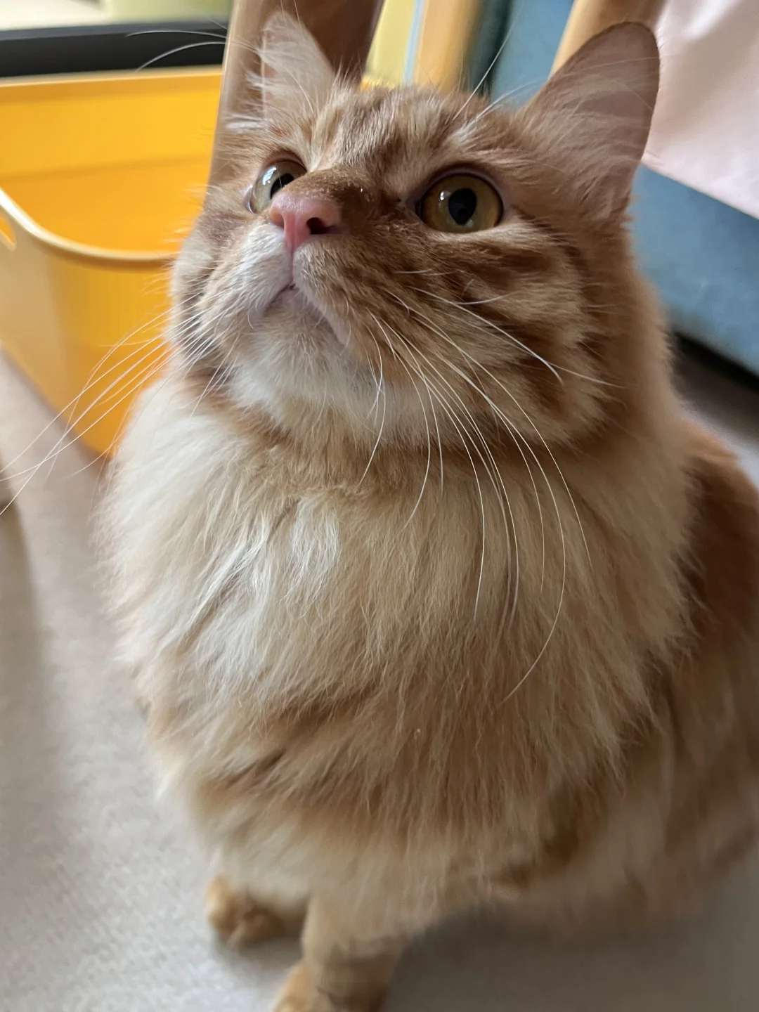 广东有多热？猫咪吃蛋黄上火了