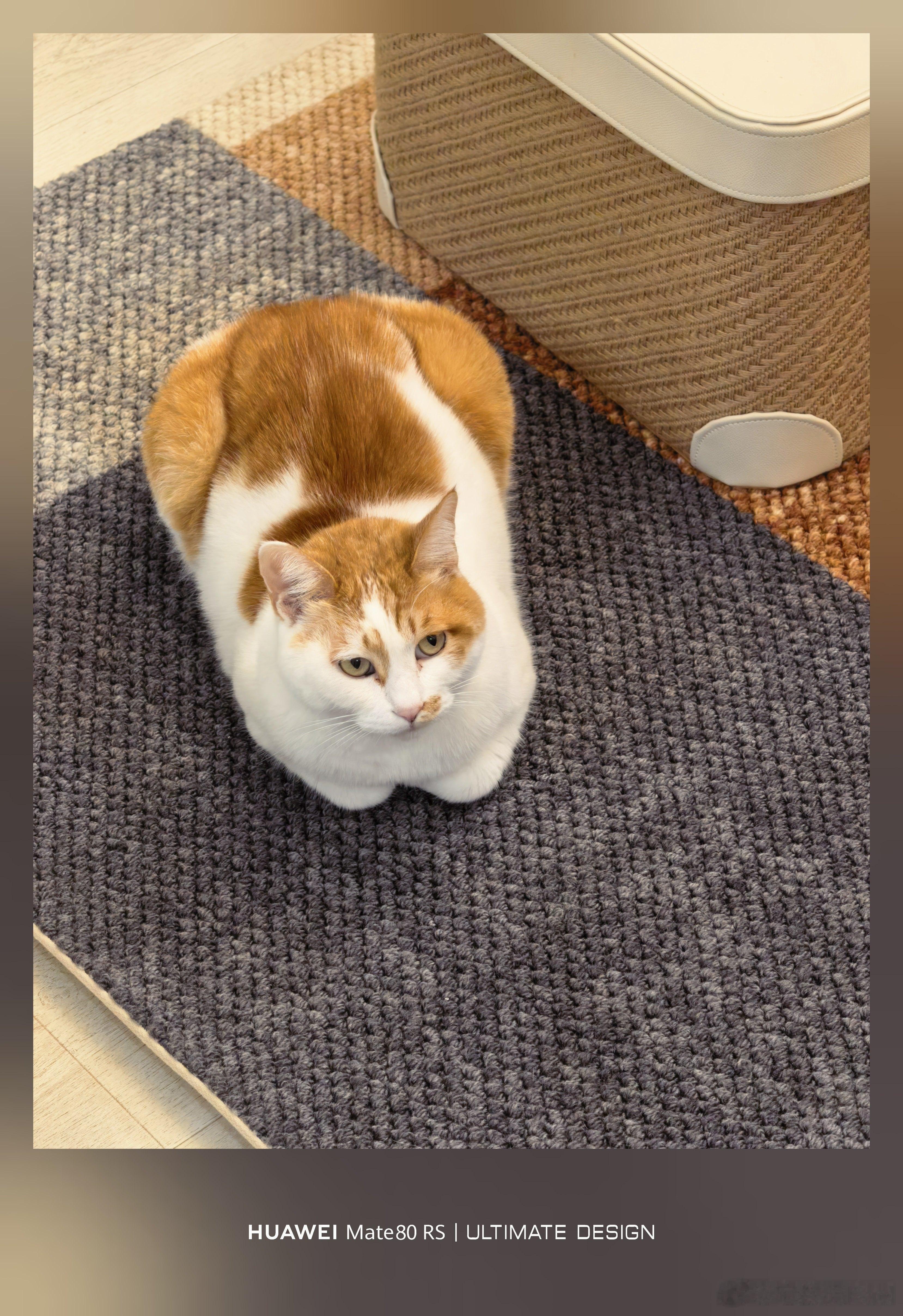 家里换了新地毯，橘二很喜欢在上面母鸡蹲，蹲完了再当猫抓板挠两下