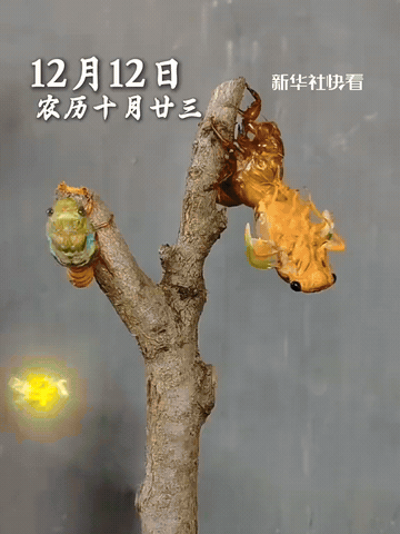 太罕见了！男子大晚上去院子里搬东西，刚弯腰就听见树干上传来“窸窸窣窣”的动静。他