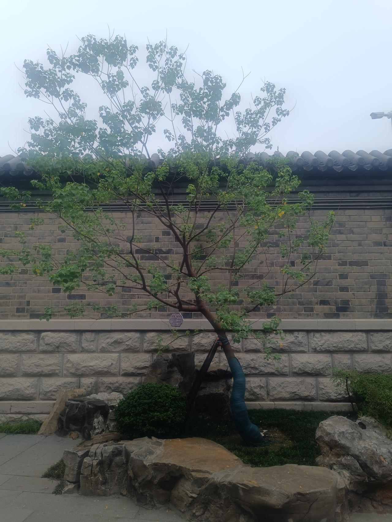 李自成率领大顺军攻破北京城时，京城百姓纷纷夹道欢迎，全然没有战乱的抵触。明朝在京