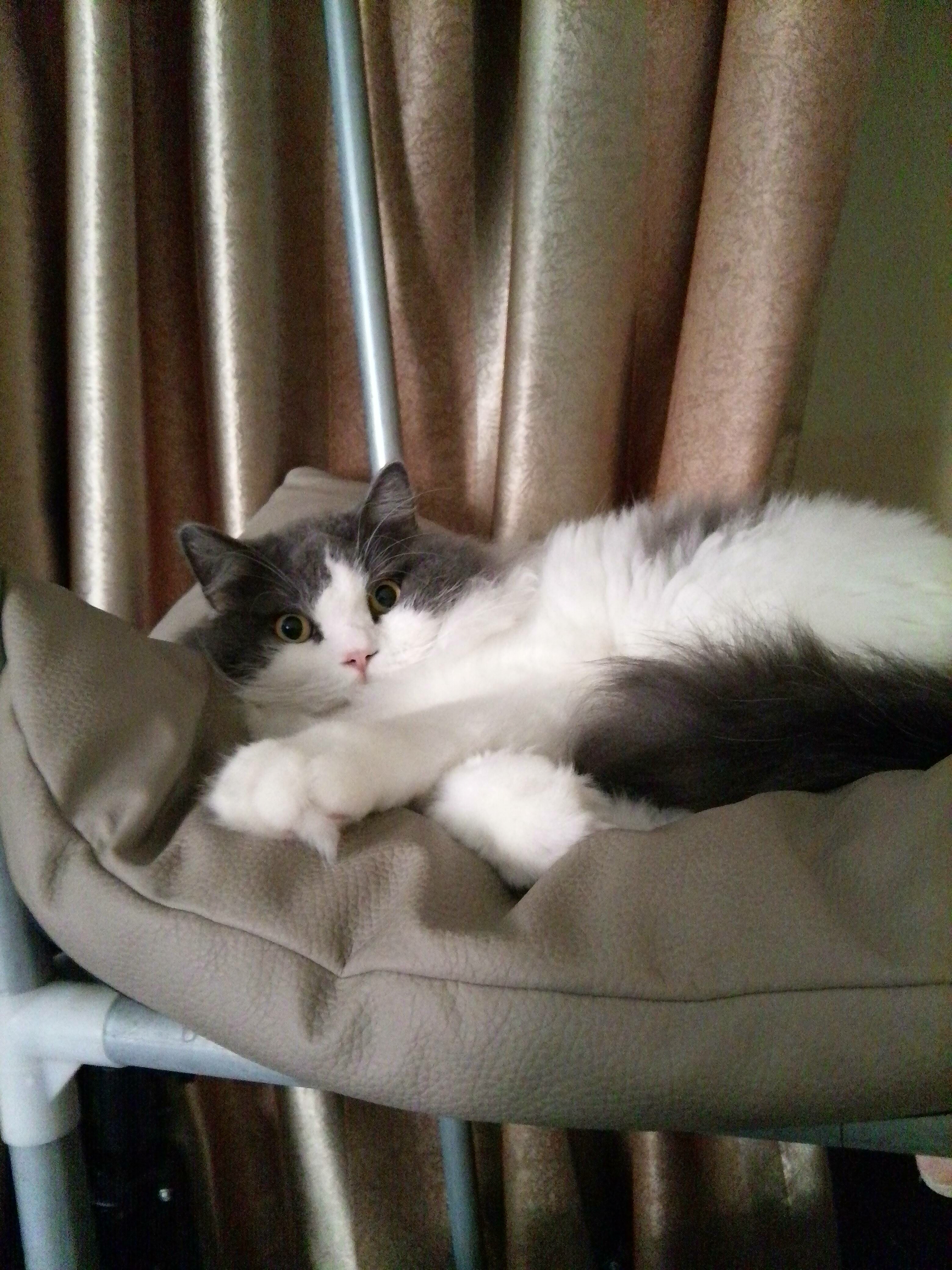 小猫在地上跑了一整晚。早上的时候才回到他的上铺要睡觉了。[捂脸]OK,只要他觉得