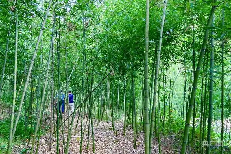 比石油便宜！中国快递协会6月11日官宣五年内竹袋将从2亿冲到10亿个，要知道竹膜