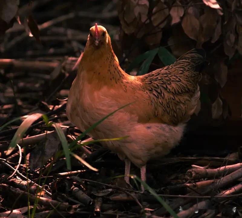一斤三两饲料可以让鸡涨一斤肉？
近日，麻黄鸡事件搞得网络沸沸扬扬，特别荒唐的是：