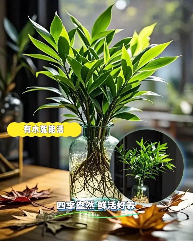 可以水培的绿植竹柏，净化空气还好养活～