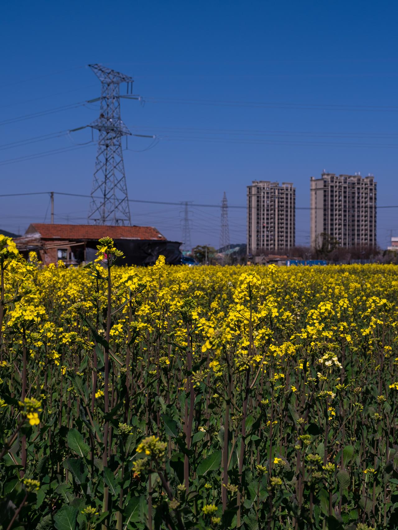 春野与城郭，花海与铁塔，来自城乡结合部的春天味道，也是都市边缘的春天。
北仑千亩