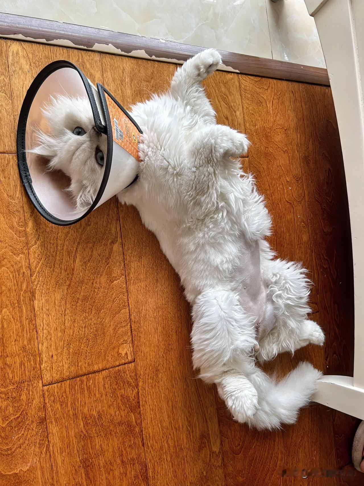 话说有这么个人物，那是无人不知无人不晓啊，用自己那张与众不同的嘴巴以及特殊才能为