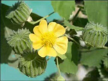 #每天一味中草药# 这种马路边的植物是中药，“冬葵”：1，冬葵苗：味甘，性寒、滑