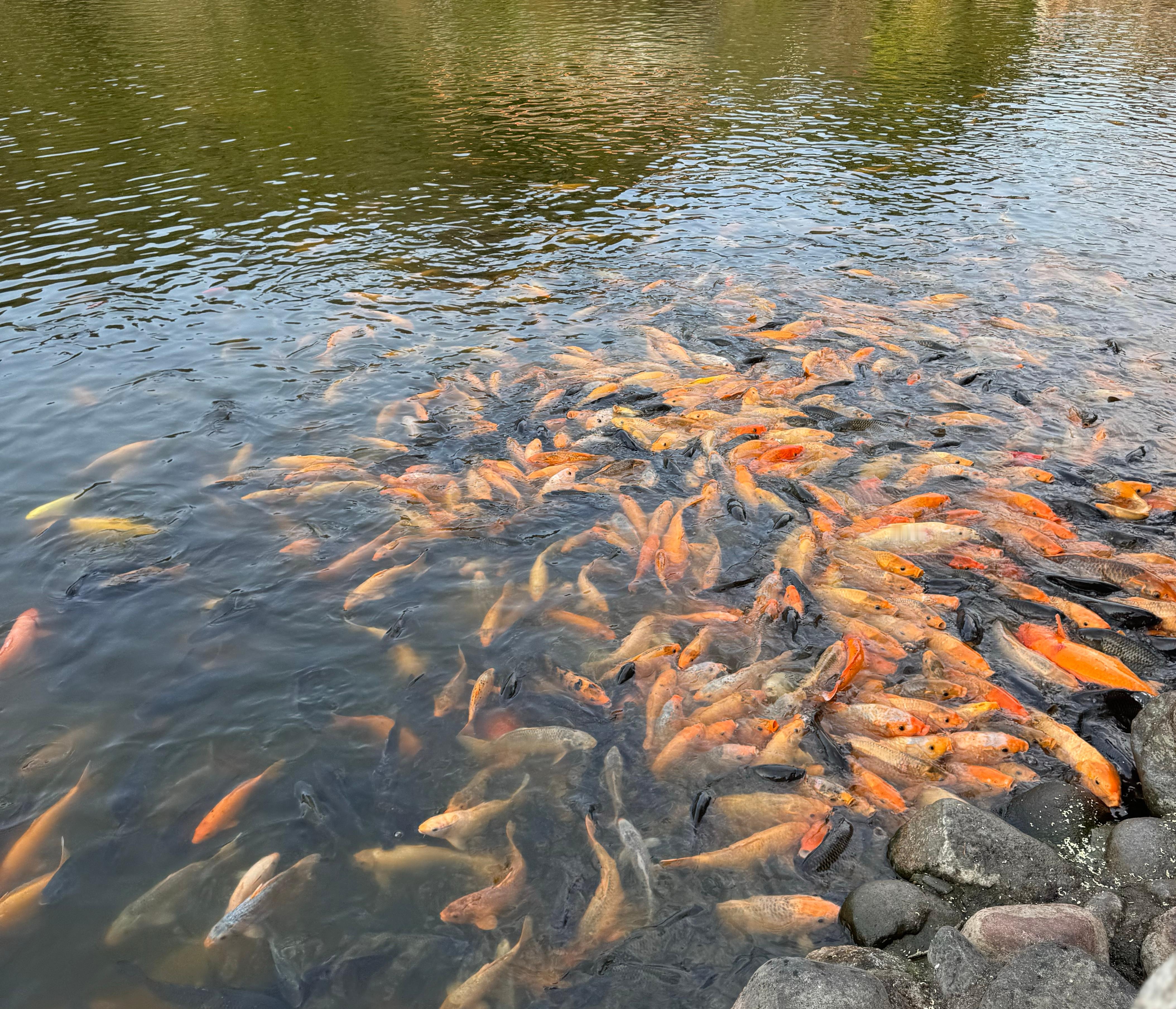 早，好久不见，年过完了，假期也马上结束了[泪] 