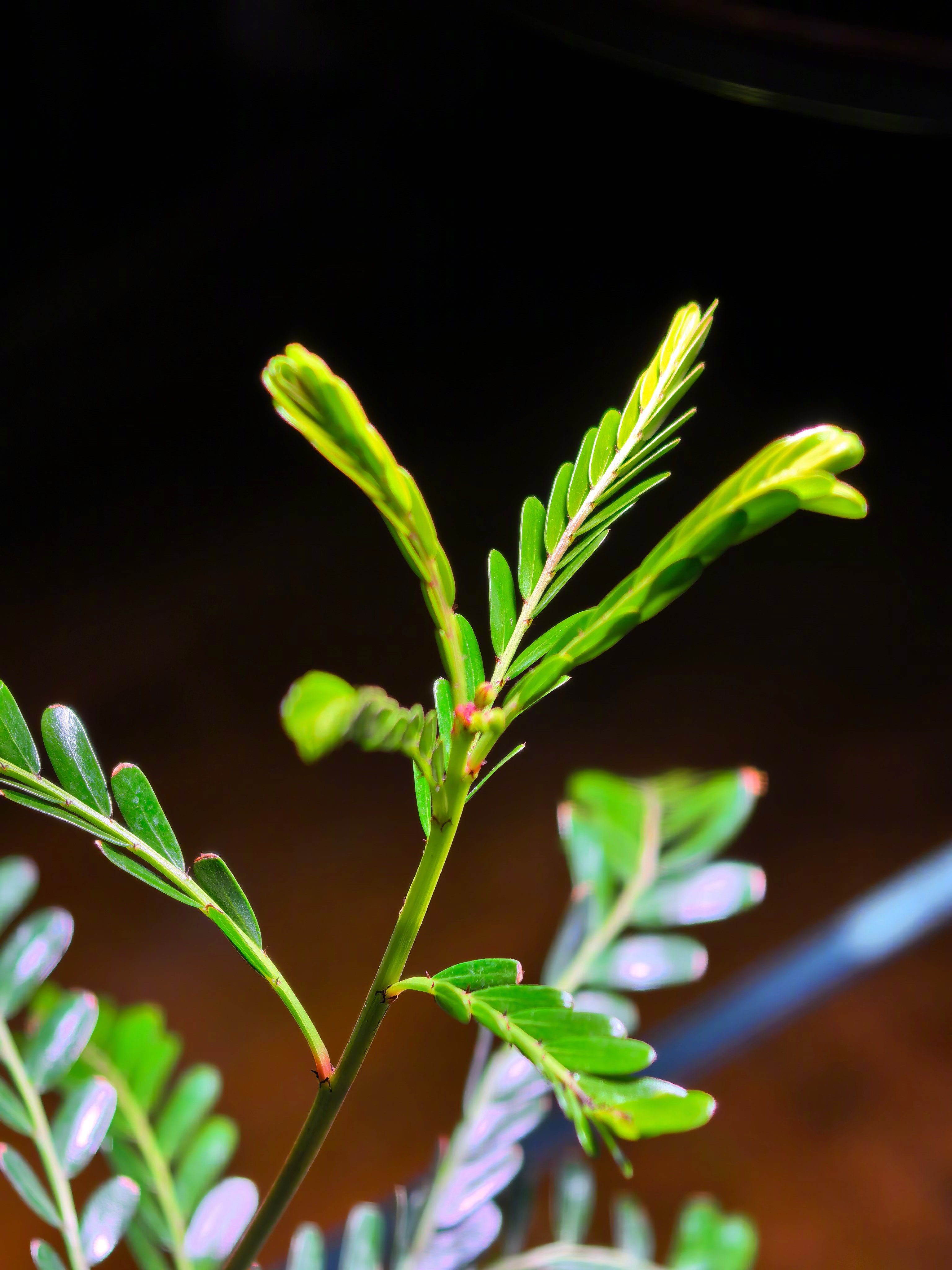 我的水陆缸里的树（海岛叶下珠），养活了，还长了新叶子，好看！ 