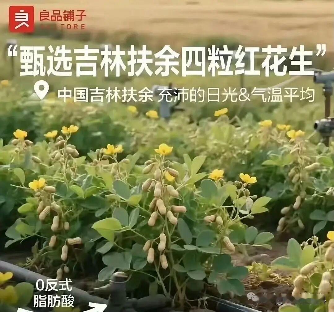 良品铺子把“花生上树”翻车文案归咎于工作人员疏忽使用AI错误生成图片[吐血]
